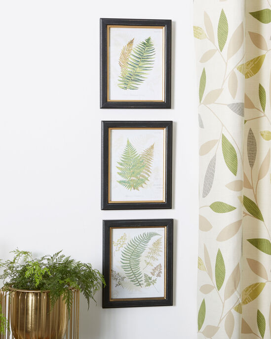 Set of 3 Framed Fern Prints